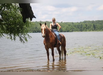 Belgian Draft Mix, Gelding, 5 years, 16,2 hh, Sorrel