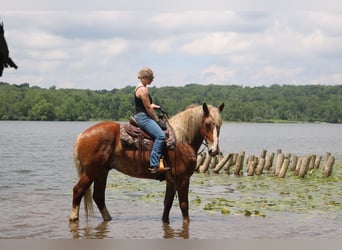 Belgian Draft Mix, Gelding, 5 years, 16,2 hh, Sorrel