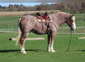 Belgian Draft Mix, Gelding, 5 years, 17 hh, Roan-Red