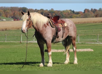 Belgian Draft Mix, Gelding, 5 years, 17 hh