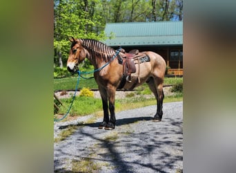 Belgian Draft, Gelding, 5 years, 18 hh, Roan-Bay