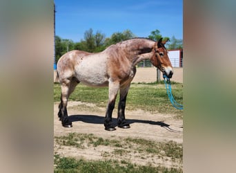 Belgian Draft, Gelding, 5 years, 18 hh, Roan-Bay