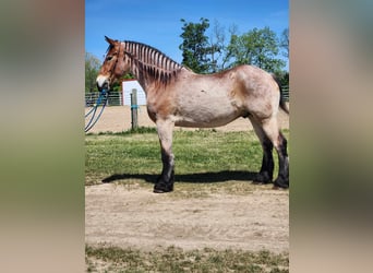 Belgian Draft, Gelding, 5 years, 18 hh, Roan-Bay