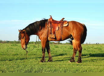 Belgian Draft Mix, Gelding, 5 years, Bay