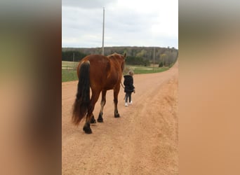 Belgian Draft Mix, Gelding, 5 years, Bay