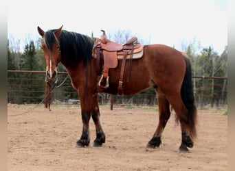 Belgian Draft Mix, Gelding, 5 years, Bay