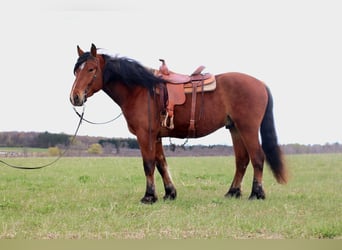 Belgian Draft Mix, Gelding, 5 years, Bay