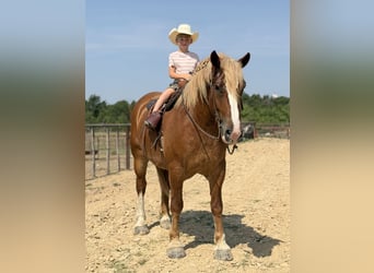 Belgian Draft, Gelding, 5 years, Sorrel