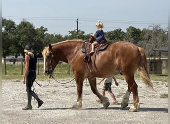 Belgian Draft, Gelding, 5 years, Sorrel
