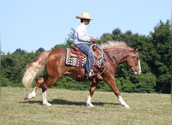 Belgian Draft, Gelding, 6 years, 15.1 hh, Overo-all-colors