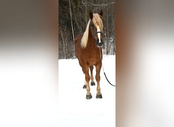 Belgian Draft Mix, Gelding, 6 years, 15.1 hh, Sorrel
