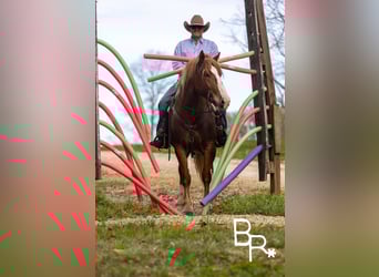 Belgian Draft, Gelding, 6 years, 15 hh, Sorrel