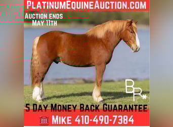 Belgian Draft, Gelding, 6 years, 15 hh, Sorrel