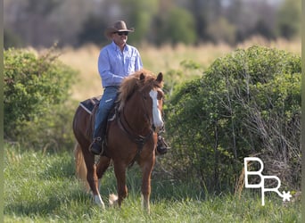 Belgian Draft, Gelding, 6 years, 15 hh, Sorrel