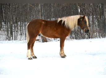 Belgian Draft Mix, Gelding, 6 years, 15,1 hh, Sorrel
