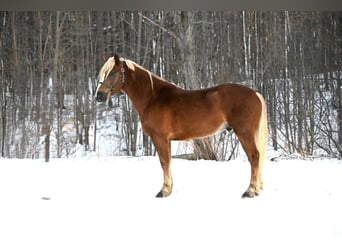 Belgian Draft Mix, Gelding, 6 years, 15,1 hh, Sorrel