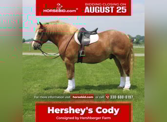 Belgian Draft, Gelding, 6 years, 16.3 hh, Sorrel