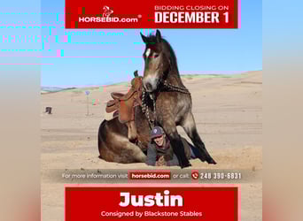 Belgian Draft Mix, Gelding, 6 years, 16,2 hh, Buckskin