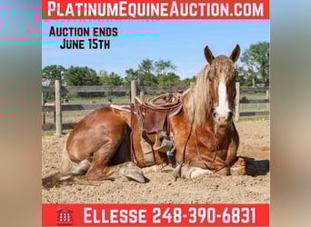 Belgian Draft, Gelding, 6 years, 16,3 hh, Chestnut