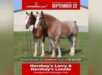 Belgian Draft Mix, Gelding, 6 years, 17.3 hh, Roan-Red