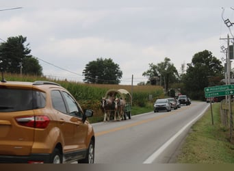Belgian Draft Mix, Gelding, 6 years, 17.3 hh, Roan-Red