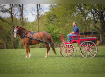 Belgian Draft, Gelding, 6 years, 17 hh, Chestnut