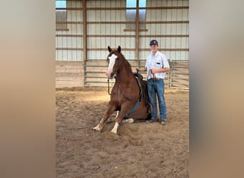 Belgian Draft, Gelding, 6 years, 17 hh, Chestnut