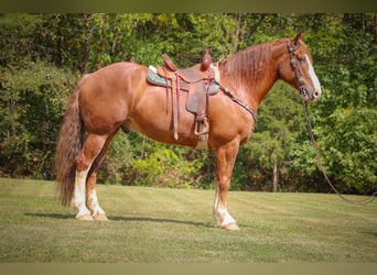 Belgian Draft, Gelding, 6 years, 17 hh, Chestnut