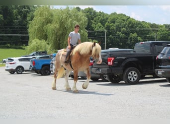 Belgian Draft Mix, Gelding, 6 years, 17 hh, Roan-Red