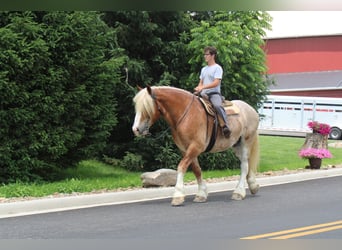 Belgian Draft Mix, Gelding, 6 years, 17 hh, Roan-Red