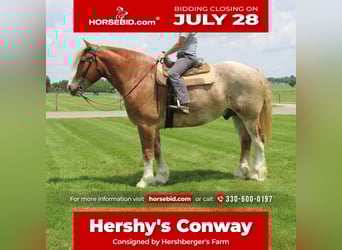 Belgian Draft Mix, Gelding, 6 years, 17 hh, Roan-Red