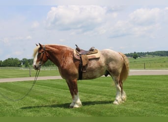 Belgian Draft Mix, Gelding, 6 years, 17 hh, Roan-Red