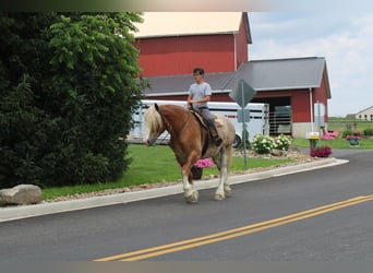 Belgian Draft Mix, Gelding, 6 years, 17 hh, Roan-Red