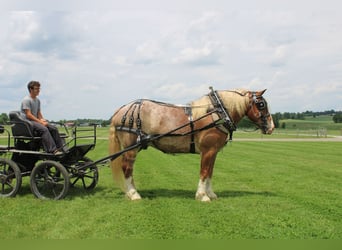 Belgian Draft Mix, Gelding, 6 years, 17 hh, Roan-Red
