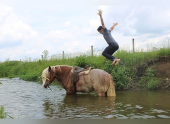 Belgian Draft Mix, Gelding, 6 years, 17 hh, Roan-Red