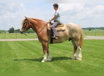 Belgian Draft Mix, Gelding, 6 years, 17 hh, Roan-Red