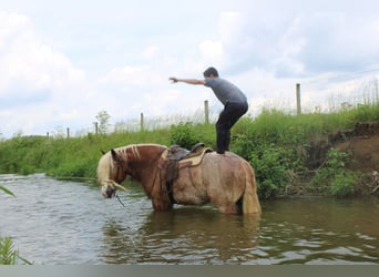 Belgian Draft Mix, Gelding, 6 years, 17 hh, Roan-Red