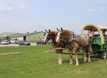 Belgian Draft Mix, Gelding, 6 years, 17,3 hh, Roan-Red