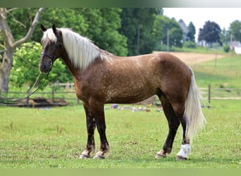 Belgian Draft Mix, Gelding, 6 years, 18 hh