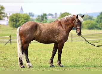 Belgian Draft Mix, Gelding, 6 years, 18 hh
