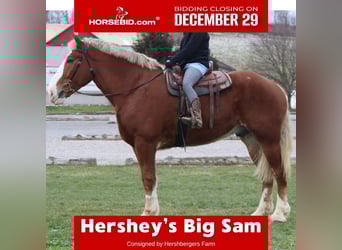 Belgian Draft, Gelding, 6 years, 18,1 hh