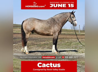 Belgian Draft Mix, Gelding, 6 years, Buckskin