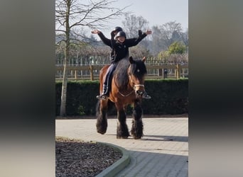 Belgian Draft Mix, Gelding, 7 years, 15.3 hh, Brown