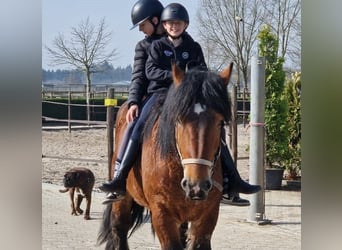 Belgian Draft Mix, Gelding, 7 years, 15.3 hh, Brown