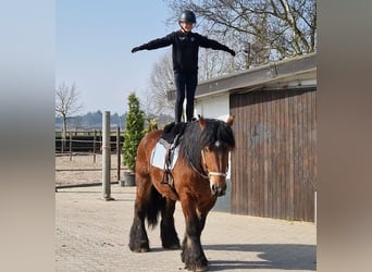 Belgian Draft Mix, Gelding, 7 years, 15.3 hh, Brown