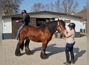 Belgian Draft Mix, Gelding, 7 years, 15.3 hh, Brown