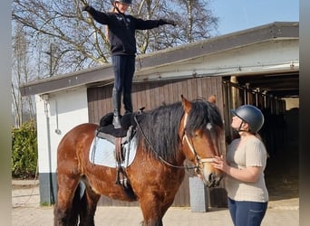 Belgian Draft Mix, Gelding, 7 years, 15,3 hh, Brown