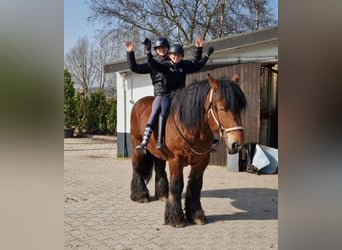 Belgian Draft Mix, Gelding, 7 years, 15,3 hh, Brown