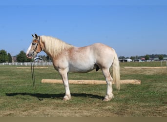 Belgian Draft Mix, Gelding, 7 years, 16.1 hh, Roan-Red