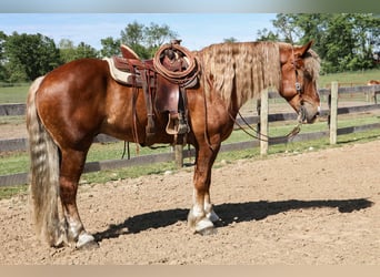 Belgian Draft, Gelding, 7 years, 16.3 hh, Chestnut